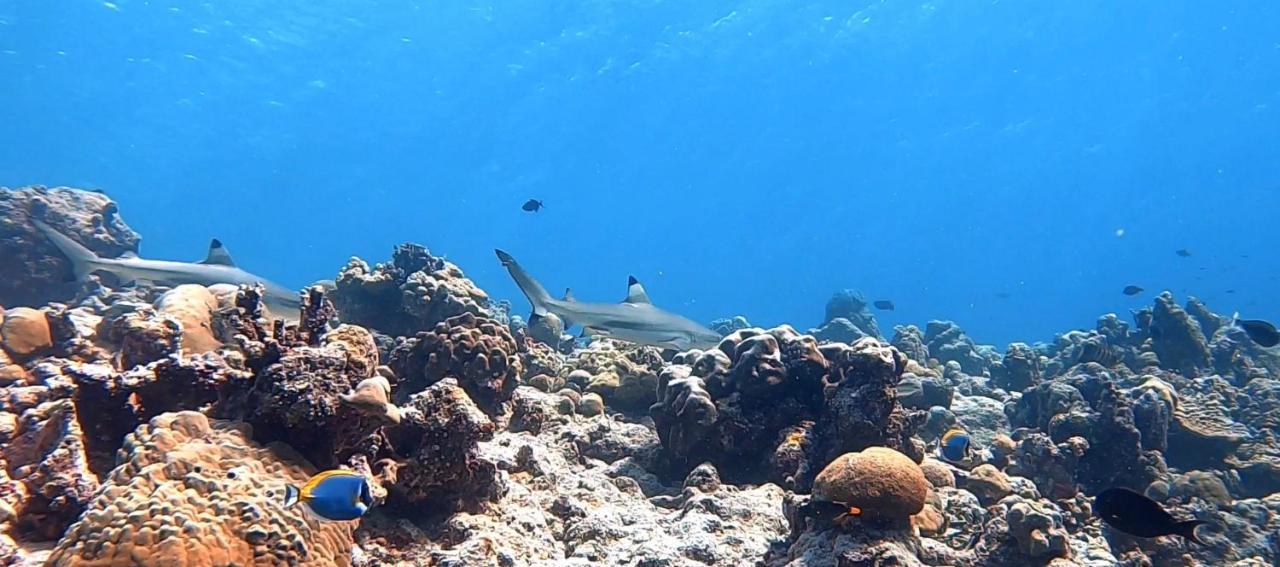 Shamar Guesthouse&Dive Maamigili Eksteriør billede