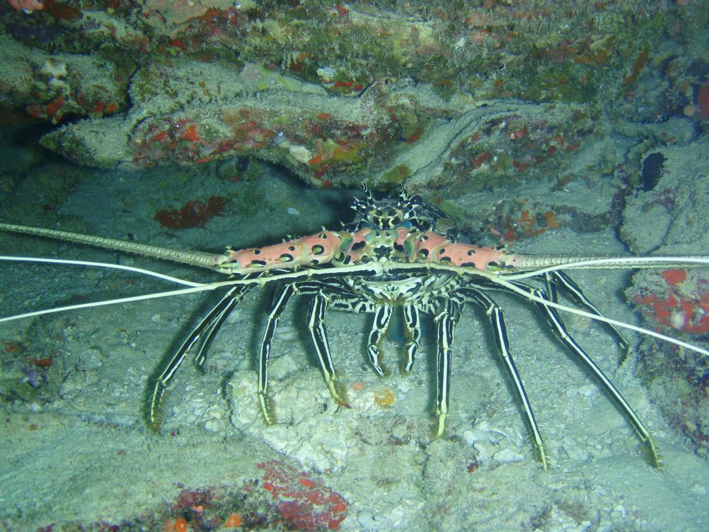 Shamar Guesthouse&Dive Maamigili Eksteriør billede