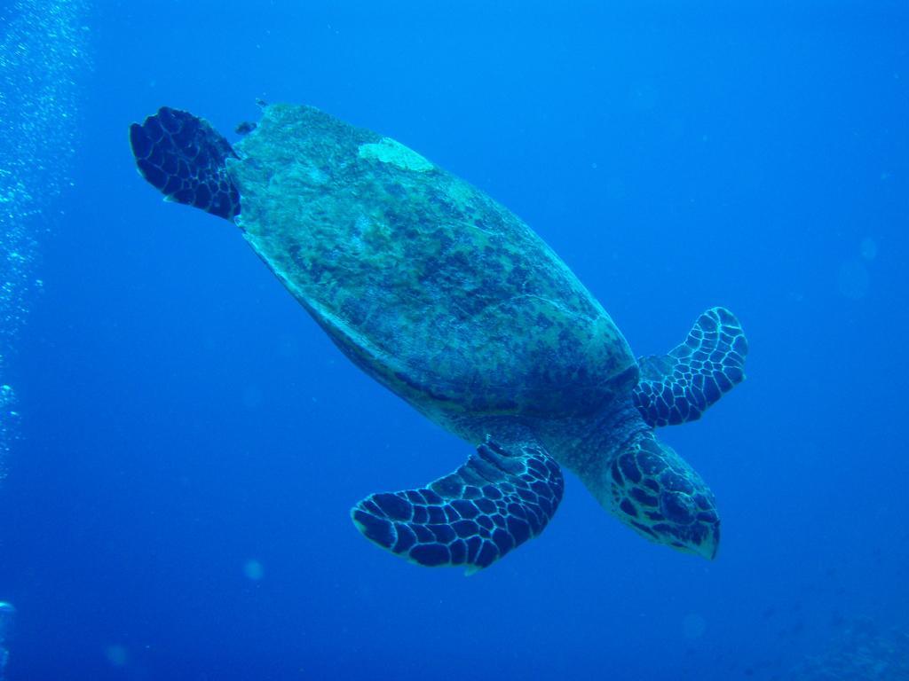 Shamar Guesthouse&Dive Maamigili Eksteriør billede
