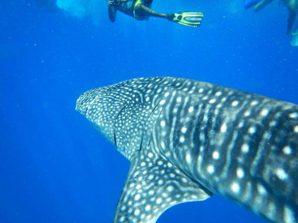Shamar Guesthouse&Dive Maamigili Eksteriør billede