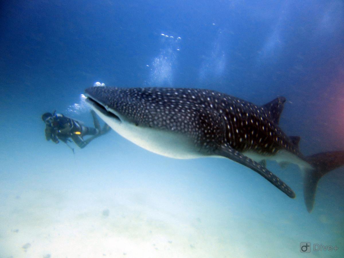 Shamar Guesthouse&Dive Maamigili Eksteriør billede