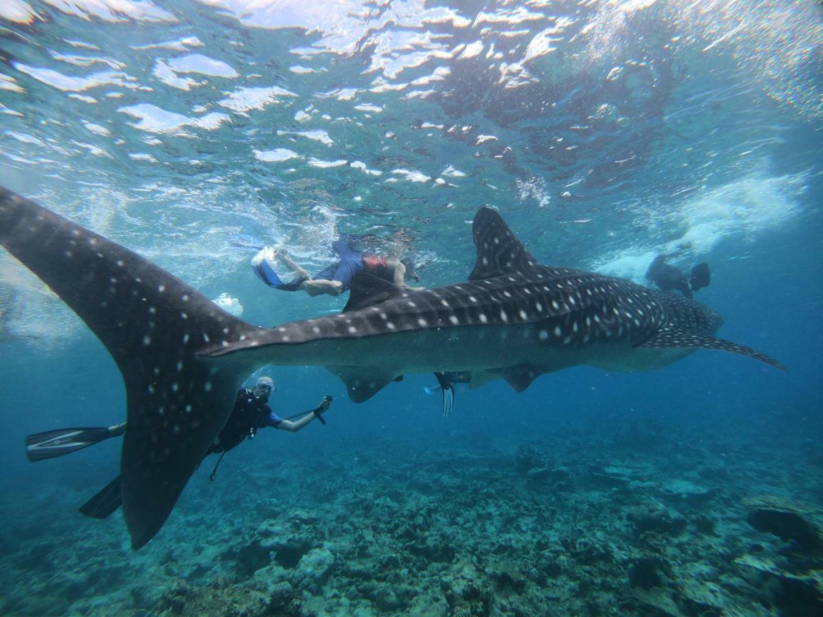 Shamar Guesthouse&Dive Maamigili Eksteriør billede