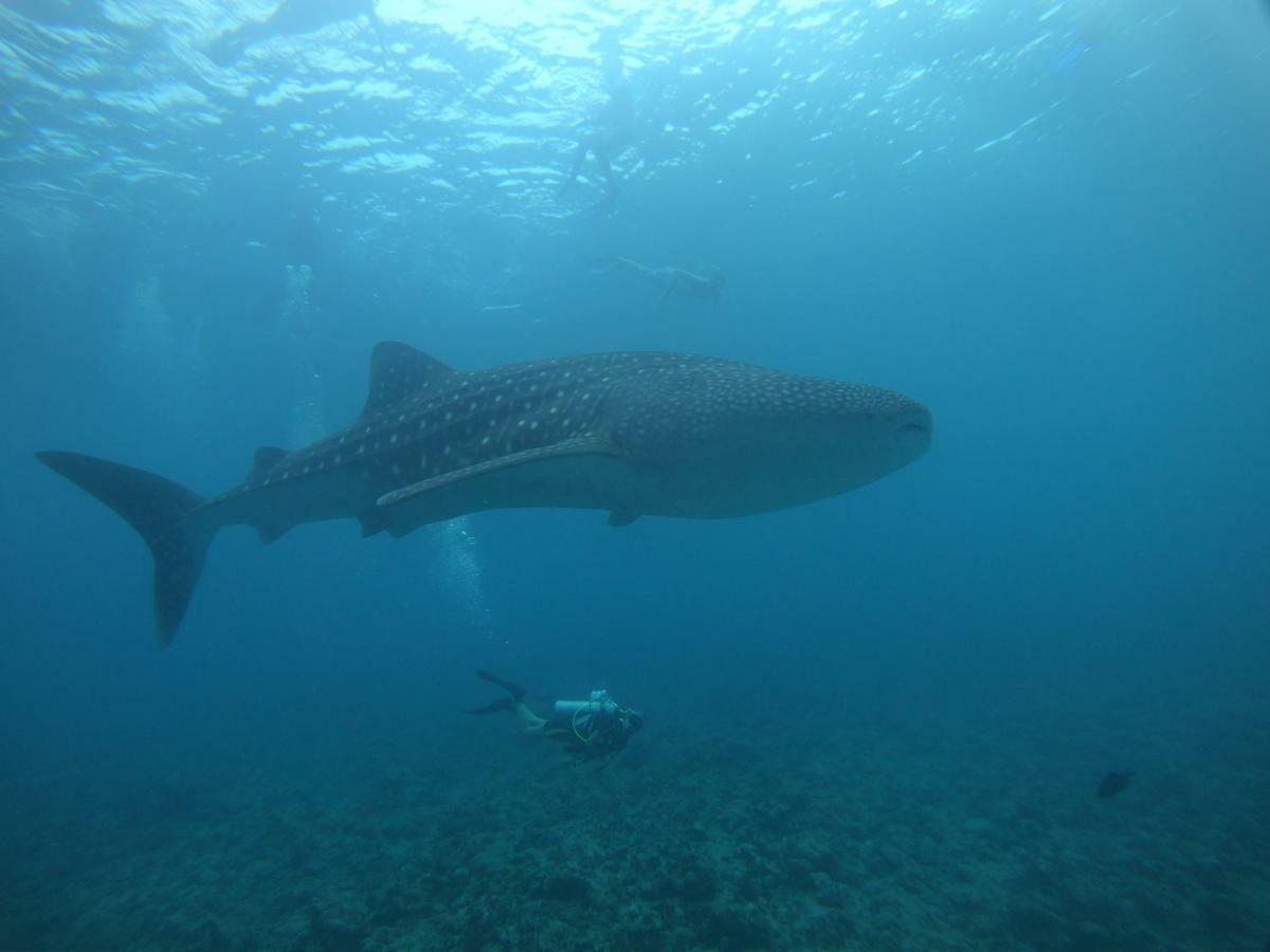 Shamar Guesthouse&Dive Maamigili Eksteriør billede